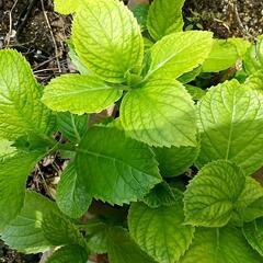 🔹在庫５→在庫２🔹紫陽花（アジサイ）挿し木