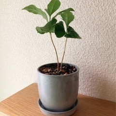 観葉植物　コーヒーの木(23)　17cm　おしゃれな2号の鉢と受...