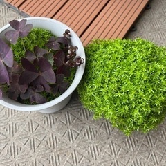 多肉　グランドカバー　植物　生活雑貨 家庭用品 ガーデニング