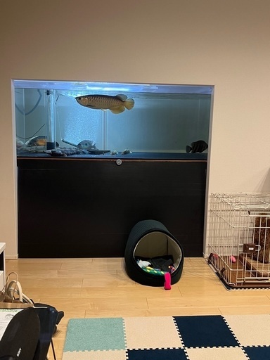 熱帯魚