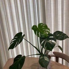 観葉植物　多肉植物　ガーデニング