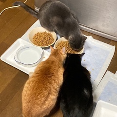 5匹います。 - 猫