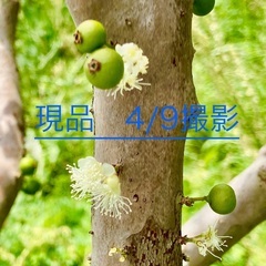 ジャボチカバ 小葉【ミウーダ 耐寒性】