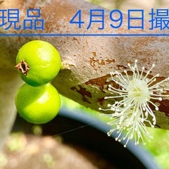 ジャボチカバ 小葉【ミウーダ 耐寒性】