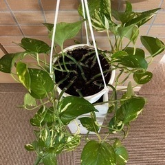 観葉植物 吊り下げポトス