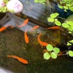 【お話中】メダカ　紅帝楊貴妃　稚魚幼魚　10匹　⑦