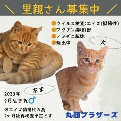 生後7ヶ月位　まん丸お顔で可愛い茶トラのあまちゃん&大ちゃん兄弟...