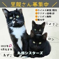 生後7ヶ月位　まん丸お顔で可愛い仲良しねずこちゃん&ロンちゃん&しょうこちゃん3姉妹【4/28(日曜日)　🌟久留米市小頭町🌟譲渡会🌟】の画像