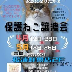 推定1～2歳位　学校でネグレクト飼育されてたウサギの麗子ちゃん【4月14日(日曜日)　🌟久留米市小頭町🌟譲渡会🌟】 − 福岡県