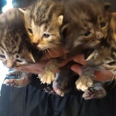子猫4匹（生後1か月くらい）里親募集