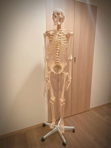 人体模型