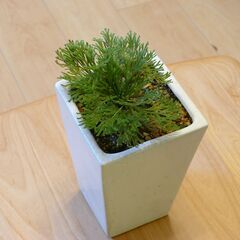 イワヒバの鉢植えです