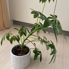 観葉植物