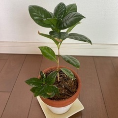 観葉植物　コーヒーの木