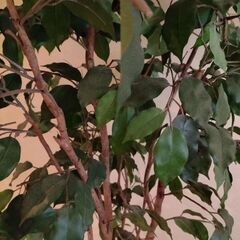 ■観葉植物 造花 フェイクグリーン EMILIO ROBBA エミリオ ロバ■