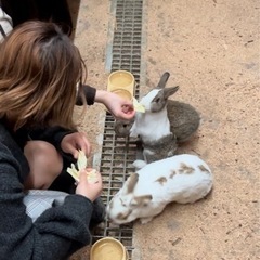 動物の世話係 - 御坊市