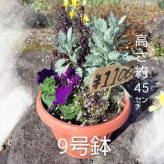 花　寄せ植え