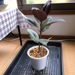 【観葉植物】フィカス　ルビー