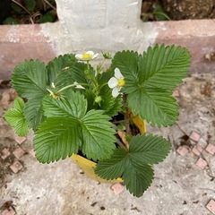 無農薬 ワイルドストロベリー 花苗 ガーデニング