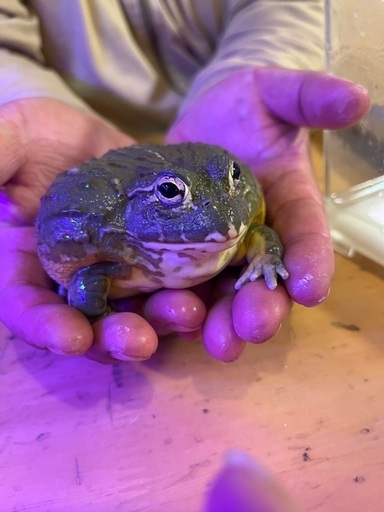 アフリカウシガエル