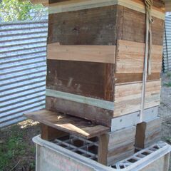 日本ミツバチ　みつばち　日本蜜蜂2024年春分蜂群です　古い待ち...