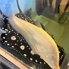 ピュアホワイトナイフフィッシュ　　早い者勝ちです