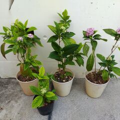 植物【ヤマアジサイ(ダルマ)】鉢植え