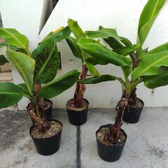 植物【三尺バナナ】残り２苗