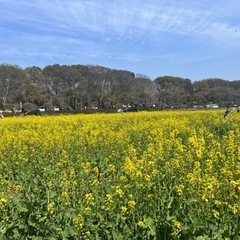 近くのママ友募集🌸の画像