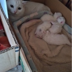 白子猫成長中❤️母さん猫の顔も可愛いすぎる❤️ - 猫