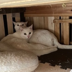 白子猫成長中❤️母さん猫の顔も可愛いすぎる❤️ − 岡山県
