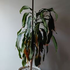 ドラセナマッサンゲアナ　観葉植物