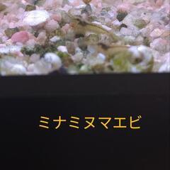 ミナミヌマエビ🦐⑤メダカ水槽に❣️1匹、30円❗4月30日迄‼️