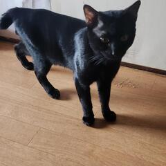 【至急！】お団子しっぽの黒猫男の子 − 兵庫県