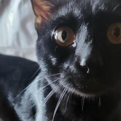 【至急！】お団子しっぽの黒猫男の子 - 猫