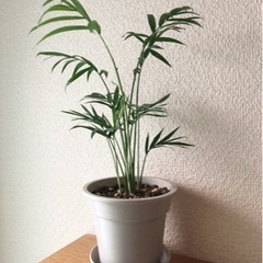 観葉植物　テーブルヤシ(19)　28cm　グレーカラーの3.5号...