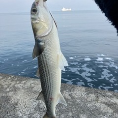 和歌山の釣場に連れて行って下さる方いませんか？