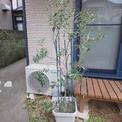 鉢植え オリーブの木 樹高144cm プラスチック鉢33×33×...