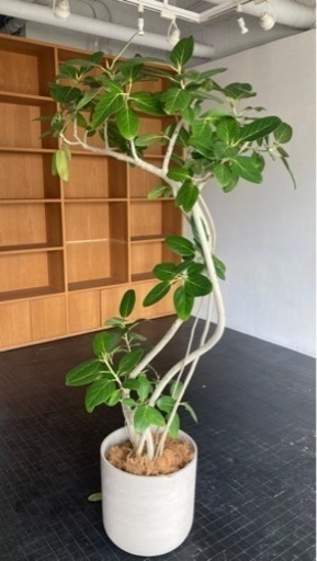 観葉植物