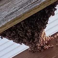 二ホンミツバチ分蜂群と養蜂用巣箱一式