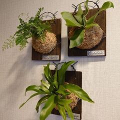 【お取引中】着生シダ植物 板付け3点セット(ビカクシダ、ダバリア...