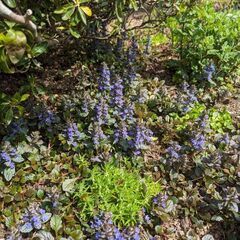 アジョガの花株分けします。