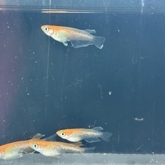 🐟レッドクリフ紅白４匹1000円