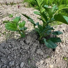 🌟農作業体験🥬〜自給自足生活してみませんか？〜