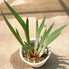 花菖蒲今年の開花予定株です。