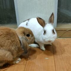 男の子と女の子のウサギ🐰