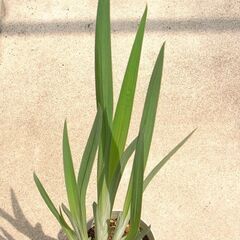 花菖蒲今年の開花予定株です。