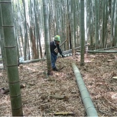 短期で竹・樹木伐採・田んぼ作業　半農✖️半林　週末ワーク