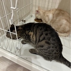 緊急です‼️大阪市南田辺🐱