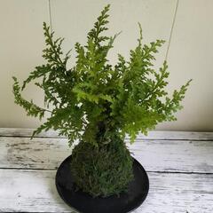 黄金シダ🌿観葉植物